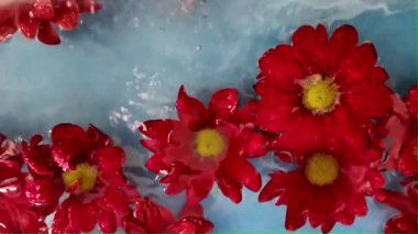 Kırmızı kasımpatı çiçekleri suda yüzer. Kasımpatı çiçeğinin üzerine yağmur damlaları düşer. Refah, spa, rahatlama ve kendine bakım kavramı. Yavaş çekim.