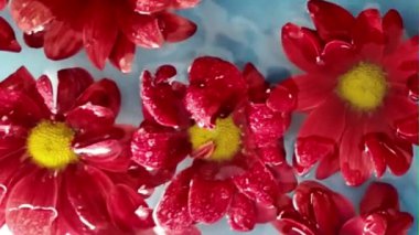 Kırmızı krizantin çiçekleri suda yüzer. Sudaki kasımpatı çiçeklerinin üzerine yağmur damlaları düşer. Mavi arka planda koyu kırmızı kasımpatı çiçekleri. Sağlık konsepti, spa