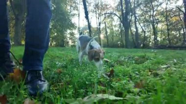 Sonbahar ormanında bir köpekle yürümek. Sonbahar yapraklarında köpek gezintisi. Sağlıklı yaşam tarzı ve hayvan sevgisi kavramı. Köpeklerin bakış açısından bak.