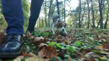 Sonbahar ormanında bir köpekle yürüyüş. Sonbahar yeşilliklerinde köpek yürüyor. Sağlıklı yaşam tarzı ve hayvan sevgisi kavramı. Köpeklerin bakış açısından bak.