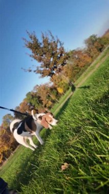Bir yaz otlağında bir köpekle yürüyüş. Gezintiye çıkmış köpek otların kokusunu alıyor. Yaz günlerinde ipucunun peşindeyim. Sağlıklı yaşam tarzı ve hayvan sevgisi kavramı. Köpeklerin bakış açısından bak. Güneşli