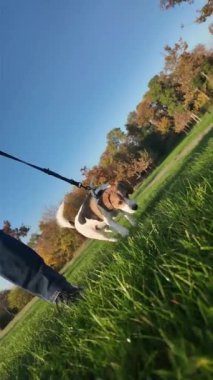 Bir yaz otlağında bir köpekle gezinti. Yürüyüşe çıkmış köpek çimenleri kokluyor. Yaz gününde tasmalı bir köpek. Sağlıklı yaşam tarzı ve hayvan sevgisi kavramı. Köpeklerin bakış açısından bak. Eğik