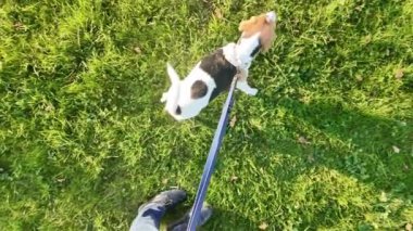 Yaz otlağında bir köpekle yürümek. Yürüyüşe çıkmış köpek çimenleri kokluyor. Yaz gününde tasmalı bir köpek. Sağlıklı yaşam tarzı ve hayvan sevgisi kavramı. Köpeklerin yönünden bak.