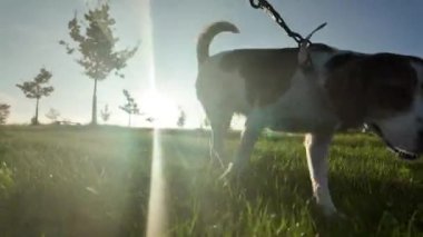 Bir yaz otlağında bir köpekle yürüyüş. Gezintiye çıkmış köpek otların kokusunu alıyor. Yaz günlerinde ipucunun peşindeyim. Sağlıklı yaşam tarzı ve hayvan sevgisi kavramı. Köpeklerin bakış açısından bak. Güneşli