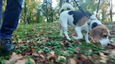 Sonbahar ormanında bir köpekle yürüyüş. Bir köpek güz yapraklarını kokluyor. Sağlıklı yaşam tarzı ve hayvan sevgisi kavramı. Köpeklerin bakış açısından bak.