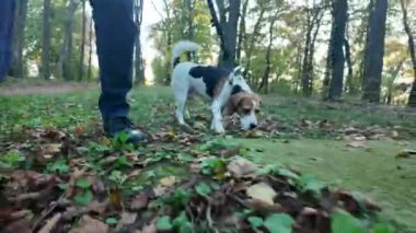 Sonbahar ormanında bir köpekle yürüyüş. Bir köpek güz yapraklarını kokluyor. Sağlıklı yaşam tarzı ve hayvan sevgisi kavramı. Köpeklerin bakış açısından bak.