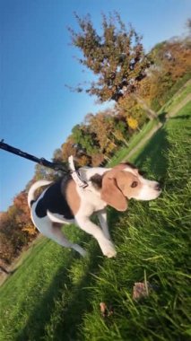 Yaz otlağında bir köpekle yürümek. Beagle dog sahibiyle yürüyor. Sağlıklı yaşam tarzı ve hayvan sevgisi kavramı.