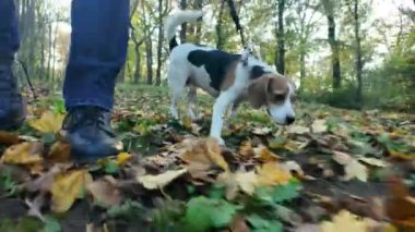Sonbahar parkında bir köpekle yürüyüş. Yürüyüşteki köpek sonbahar yapraklarının kokusunu alır. Sağlıklı yaşam tarzı ve hayvan sevgisi kavramı. Köpeklerin yönünden bak.