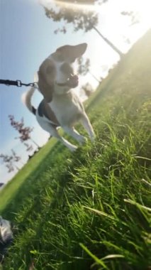 Bir yaz çimenliğinde bir köpekle yürümek. Beagle köpeği efendisiyle yürüyor. Sağlıklı yaşam tarzı ve evcil hayvan sevgisi kavramı. Batan güneşin sert ışığı.