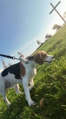 Bir yaz çimenliğinde bir köpekle yürümek. Beagle köpeği efendisiyle yürüyor. Sağlıklı yaşam tarzı ve evcil hayvan sevgisi kavramı.