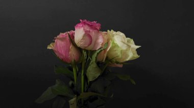 Siyah arka planda çeşitli renkli güller. Koyu arkaplanda çok renkli güller.