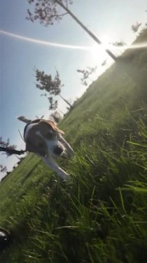 Bir yaz tarlasında bir köpekle yürümek. Beagle dog sahibiyle yürüyüşe çıktı. Sağlıklı yaşam tarzı ve evcil hayvan sevgisi kavramı. Gün batımının acımasız ışığı.