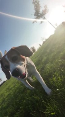 Yaz otlağında bir köpekle yürümek. Beagle köpeği efendisiyle yürüyor. Batan yaz güneşinin ışığı. Eğimli ufuk.