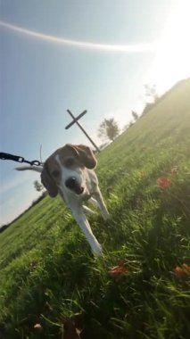 Yaz otlaklarında bir köpekle yürümek. Beagle dog sahibiyle yürüyor. Sağlıklı yaşam tarzı ve rahatlama kavramı. Batan yaz güneşinin ışığı.