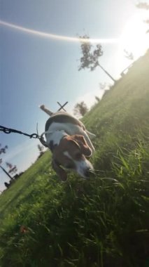 Yaz otlağında bir köpekle yürümek. Beagle köpeği efendisiyle yürüyor. Batan yaz güneşinin ışığı. Eğimli ufuk.
