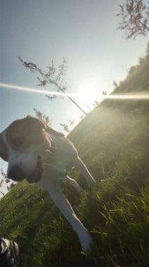 Yaz otlağında bir köpekle yürümek. Beagle köpeği efendisiyle yürüyor. Batan yaz güneşinin ışığı. Eğimli ufuk.