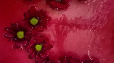 Kırmızı krizantin çiçekleri suda yüzer. Kasımpatı çiçeğinin üzerine yağmur damlaları düşer. Kırmızı arka planda koyu kırmızı kasımpatı çiçekleri. Sağlık, kaplıca, rahatlama kavramı.