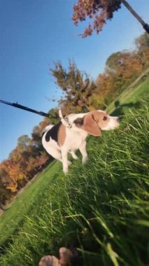 Yaz otlağında yürüyüşe çıkmış tasmalı bir köpek. Beagle dog sahibiyle yürüyüşe çıktı. Eğik ufuk. Süper yavaş çekim.