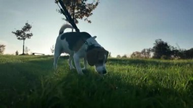 Yazın gezintiye çıkmış av köpeği. Arka planda Hıristiyan haçı var. Güneşin yol açtığı patlama etkisi. Hayvanlar ve köpekler için sevgi kavramı.