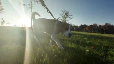 Yazın gezintiye çıkmış av köpeği. Sahibi ile birlikte yaz otlağında yürüyüşe çıkmış bir köpek. Güneşin yol açtığı patlama etkisi. Hayvanlar ve köpekler için sevgi kavramı.