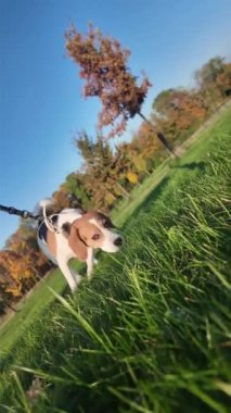 Yaz otlağında gezinen tasmalı bir köpek. Beagle köpeği efendisiyle yürüyüşe çıktı. Eğik ufuk. Köpek dostları için sevgi ve ilgi kavramı. Süper yavaş çekim.