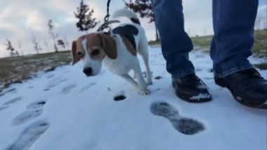 Sahibi ile yürüyüş yaparken tasmalı bir köpek. Karlı bir yolda bir köpekle yürümek.