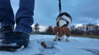 Sahibi ile yürüyüş yaparken tasmalı bir köpek. Karlı bir yolda bir köpekle yürümek. Köpek karı kokluyor..