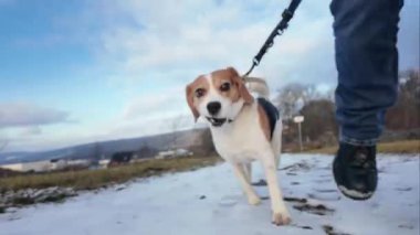 Karlı bir arazide bir köpekle yürüyüş. Köpek efendisiyle gezintiye çıkmış. Kırsal bölgelerde kar ve tasmalı bir köpek.
