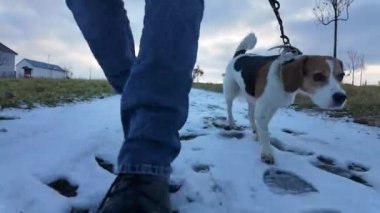 Karlı bir arazide bir köpekle yürüyüş. Köpek efendisiyle gezintiye çıkmış. Kırsal bölgelerde kar ve tasmalı bir köpek. Beagle karı kokluyor. Sahibi tarafından köpek dostluğu kavramı.