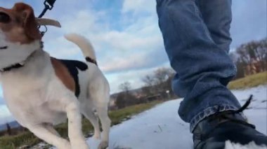 Karlı bir arazide bir köpekle yürüyüş. Köpek efendisiyle gezintiye çıkmış. Kırsal bölgelerde kar ve tasmalı bir köpek. Sahibi tarafından köpek dostluğu kavramı.