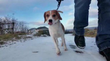Yürüyüş yapan bir köpek karın kokusunu alır. Karlı bir yolda gezinen bir köpek. Bir köpek ve onun sahibi arasındaki arkadaşlık kavramı..
