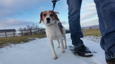 Bir adam köpeğini karlı bir arazide gezdirir. Karda yürüyen bir köpek. Köpeği gezdirme fikri ve bir köpek sahibinin arkadaşlığı..