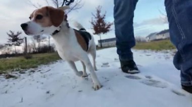 Karlı bir yolda gezinen av köpeği. Sahibinin köpeği gezdirmesi. Bir köpeği gezdirirken sağlıklı yaşam biçimi kavramı.