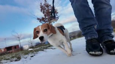 Bir adam köpeğini karlı bir arazide gezdirir. Karda yürüyen bir köpek. Köpeği gezdirme fikri ve bir köpek sahibinin arkadaşlığı..