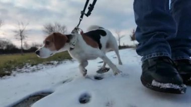 Yürüyüşe çıkmış bir köpek karı kokluyor. Karlı bir yolda gezinen bir köpek. Bir köpek ve onun sahibi arasındaki arkadaşlık kavramı..