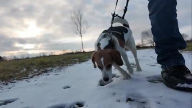 Karlı bir yolda gezinen av köpeği. Köpek karı kokluyor. Sahibinin köpeği gezdirmesi. Bir köpeği gezdirirken sağlıklı yaşam biçimi kavramı.