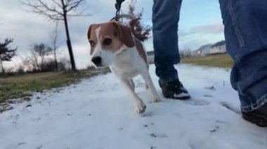 Karlı bir yolda gezinen av köpeği. Sahibinin köpeği gezdirmesi. Bir köpeği gezdirirken sağlıklı yaşam biçimi kavramı.