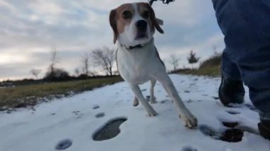 Karlı bir yolda gezinen av köpeği. Sahibinin köpeği gezdirmesi. Bir köpeği gezdirirken sağlıklı yaşam biçimi kavramı.