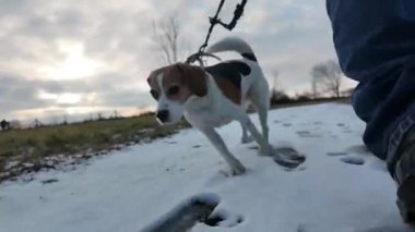 Yürüyüşe çıkmış bir köpek karı kokluyor. Kış manzarasında yürüyüşe çıkmış av köpeği. Bir köpek ve onun sahibi arasındaki arkadaşlık kavramı..