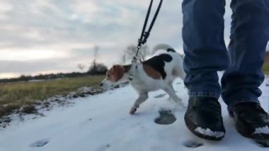 Yürüyüş yapan bir köpek karın kokusunu alır. Kış manzarasında yürüyüşe çıkmış av köpeği. Bir köpek ve sahibi arasındaki arkadaşlık kavramı..