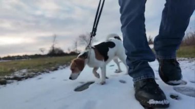 Yürüyüş yapan bir köpek karın kokusunu alır. Kış manzarasında yürüyüşe çıkmış av köpeği. Bir köpek ve sahibi arasındaki arkadaşlık kavramı..