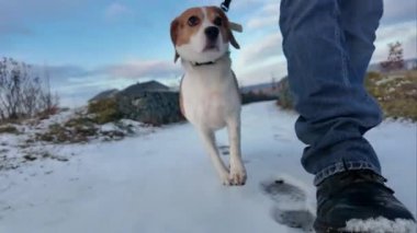 Karlı bir yolda uzun bir yürüyüş yapan bir köpek. Bir efendi ve av köpeği kış kırsalında gezintiye çıkmış. Bir köpek ve sahibi arasındaki arkadaşlık kavramı..