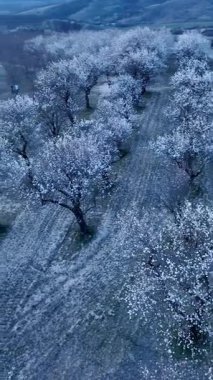 Badem bahçeleri ilkbaharda çiçek açar. Baharda çiçek açan badem ağaçları. Çiçekli badem ağaçlarının havadan görünüşü.
