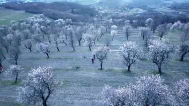 Badem bahçeleri ilkbaharda çiçek açar. Baharda çiçek açan badem ağaçları. Çiçekli badem ağaçlarının havadan görünüşü.