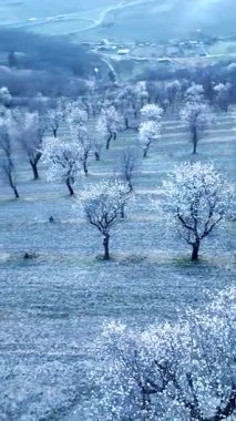 Badem bahçeleri kuş bakışı. Badem ağaçları baharda çiçek açar. Bahar kavramı ve çiçek açan ağaçlar.