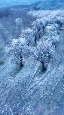 Badem ağaçları kuş bakışı. Baharda çiçek açan badem ağaçları. İlkbaharın başlarında çiçek açan ağaçlar..