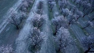 Badem ağaçları çiçek açıyor. Çiçekli badem ağaçları. Çiçekli badem bahçesi. Bahar kavramı ve çiçek açan ağaçlar.
