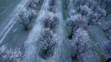 Badem ağaçları çiçek açıyor. Çiçekli badem ağaçları. Çiçekli badem bahçeleri. İlkbahar ve çiçek açan ağaçlar kavramı.