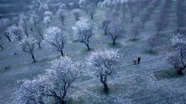 Badem ağaçları çiçek açıyor. Çiçekli badem ağaçları. Çiçekli badem bahçesi. Bahar kavramı ve çiçek açan ağaçlar.