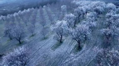 Badem ağaçları kuş bakışı. Baharda çiçek açan badem ağaçları. İlkbaharın başlarında çiçek açan ağaçlar..